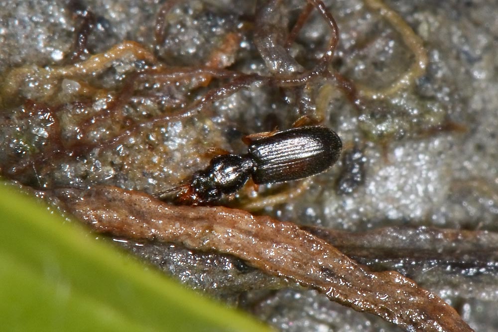 Piccolo Carabidae:   Perileptus areolatus